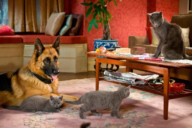 Cani & gatti - La vendetta di Kitty - Wikipedia