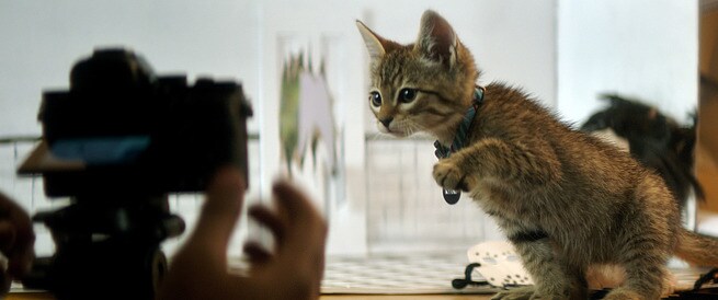 KEANU: IL RAPIMENTO DI UN DOLCE GATTINO