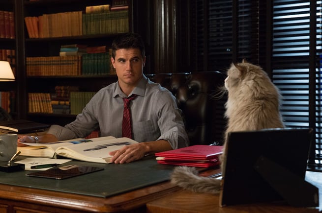 UNA VITA DA GATTO: UNO SCAMBIO FELINO