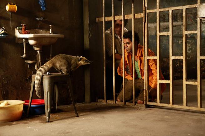 MARSUPILAMI: DAL FUMETTO DI FRANQUIN