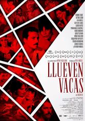 Llueven vacas