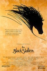 Black Stallion