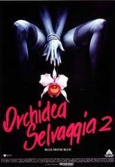 Orchidea selvaggia 2