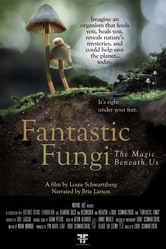 Funghi fantastici