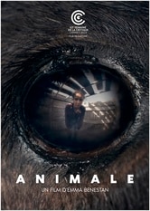 Animale