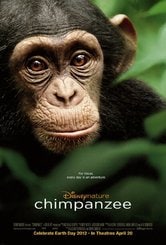 Vita da scimpanzé