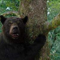 La storia dell'orso strafatto di coca