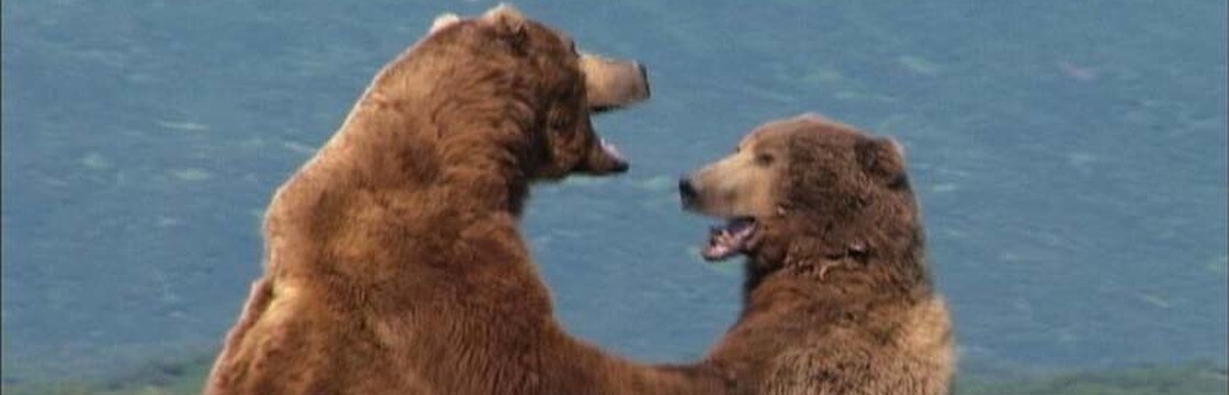 Grizzly Man Streaming Vostfr Grizzly Man (2005) - Streaming | FilmTV.it
