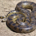 Anaconda1985