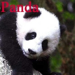 SW panda