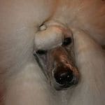 roxanpoodles