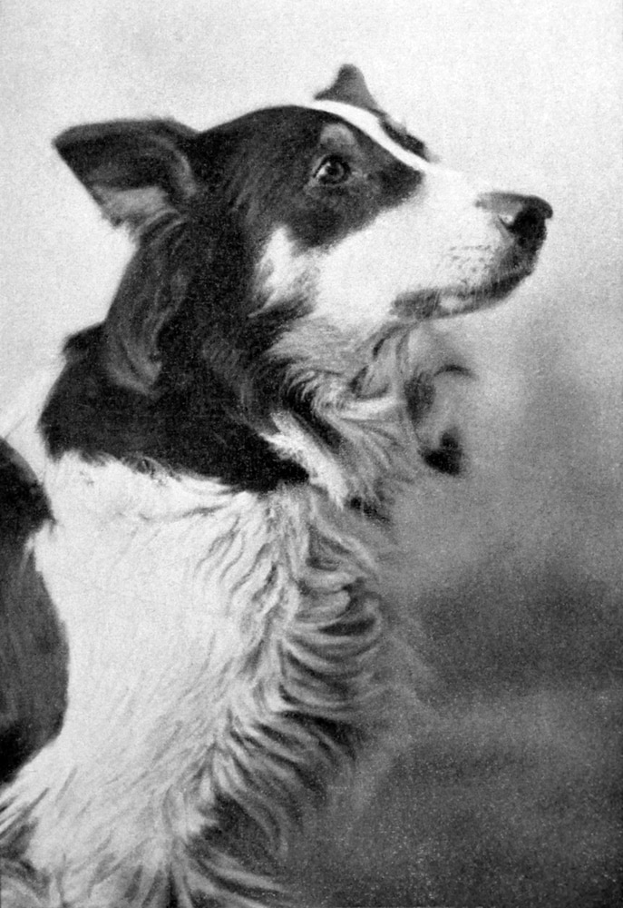 Ritratto di Jean The Vitagraph Dog