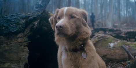 Good Boy, il film che apre Alice nella Città: Storia di fantasmi dal punto di vista del cane